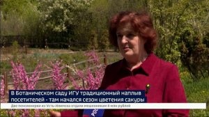 Яркие краски и быстротечность жизни. В Ботаническом саду ИГУ — сезон цветения сакуры
