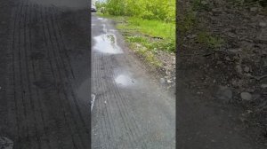 29 мая. в пятницу обзор на мой двор на улице ветрено.