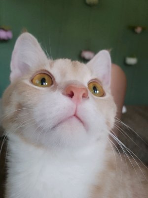 Вечерний стрим