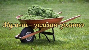 Важность мульчирования ГОРТЕНЗИЙ и приствольный круг.