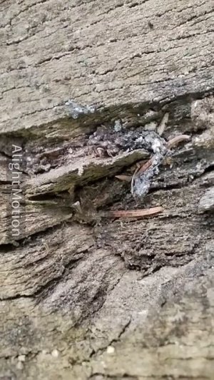 Муравьи🐜! На природе.