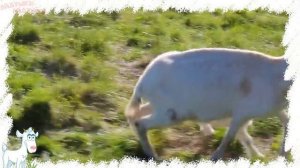 Домашние животные и их детеныши! Развивающие мультики для детей!