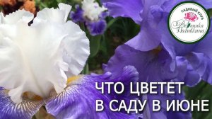 ЧТО ЦВЕТЕТ В ИЮНЕ