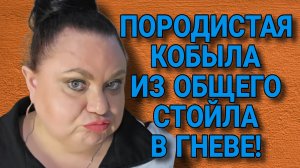 ПОРОДИСТАЯ КОБЫЛА ИЗ ОБЩЕГО СТОЙЛА В ГНЕВЕ. ДЕВУШКА С УРАЛА. ОБЗОР.
