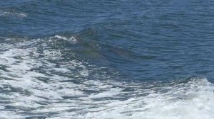 Целебные звуки дельфинов The healing sounds of dolphins