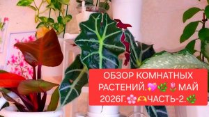 ОБЗОР КОМНАТНЫХ РАСТЕНИЙ.💖🌸 МАЙ 2026г.💖🌼ЧАСТЬ-2.