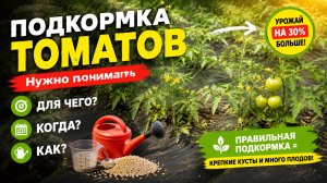 Подкормка томатов. Прежде всего-думаем головой!