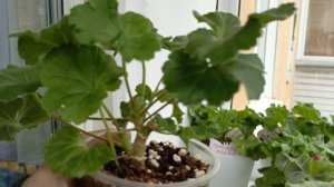 Как Себя чувствуют Пеларгонии после холодов 'все живы здоровы и полны сил 🤗 пересадка Пеларгоний