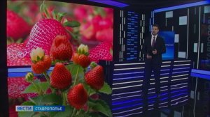 Как повлияли на урожай и вкус ставропольской клубники проливные дожди