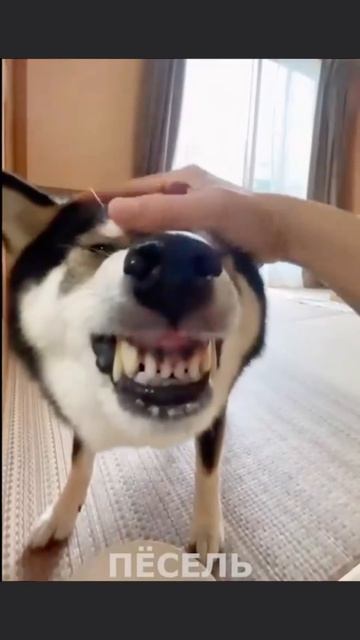 смешные видео про собак в MAX