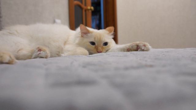 BLUES AND CAT RELAX MUSIC БЛЮЗ КОТ БАЛДЕЕТ ОТ МУЗЫКИ смотреть онлайн