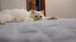 BLUES AND CAT RELAX MUSIC БЛЮЗ КОТ БАЛДЕЕТ ОТ МУЗЫКИ