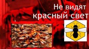 Пчелы  🐝злые-красный свет УСМИРИТ.