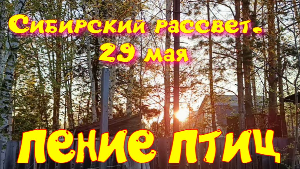ПЕНИЕ ПТИЦ. РАССВЕТ.