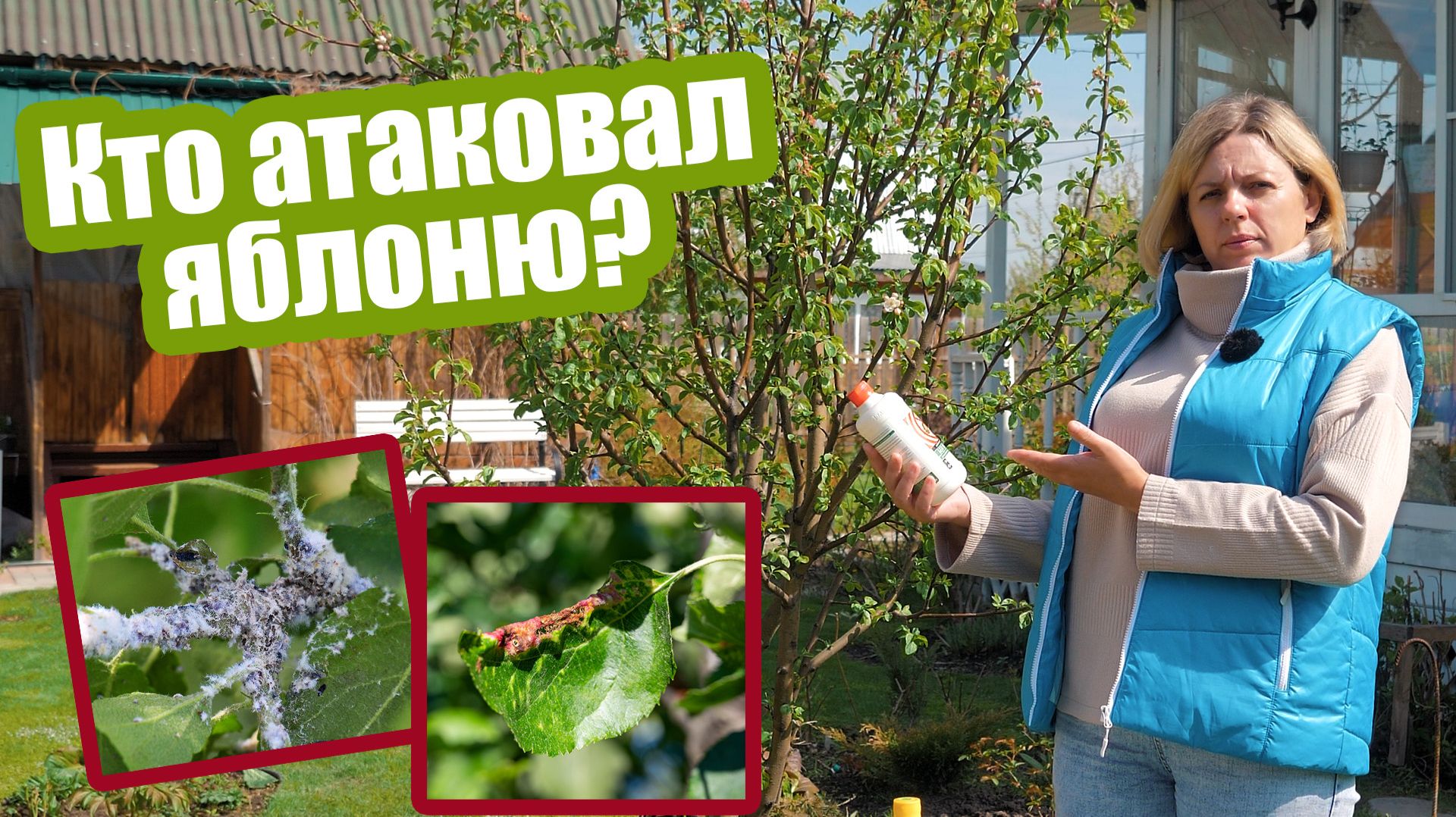 Тля на яблоне: чем обработать деревья от вредителей смотреть онлайн