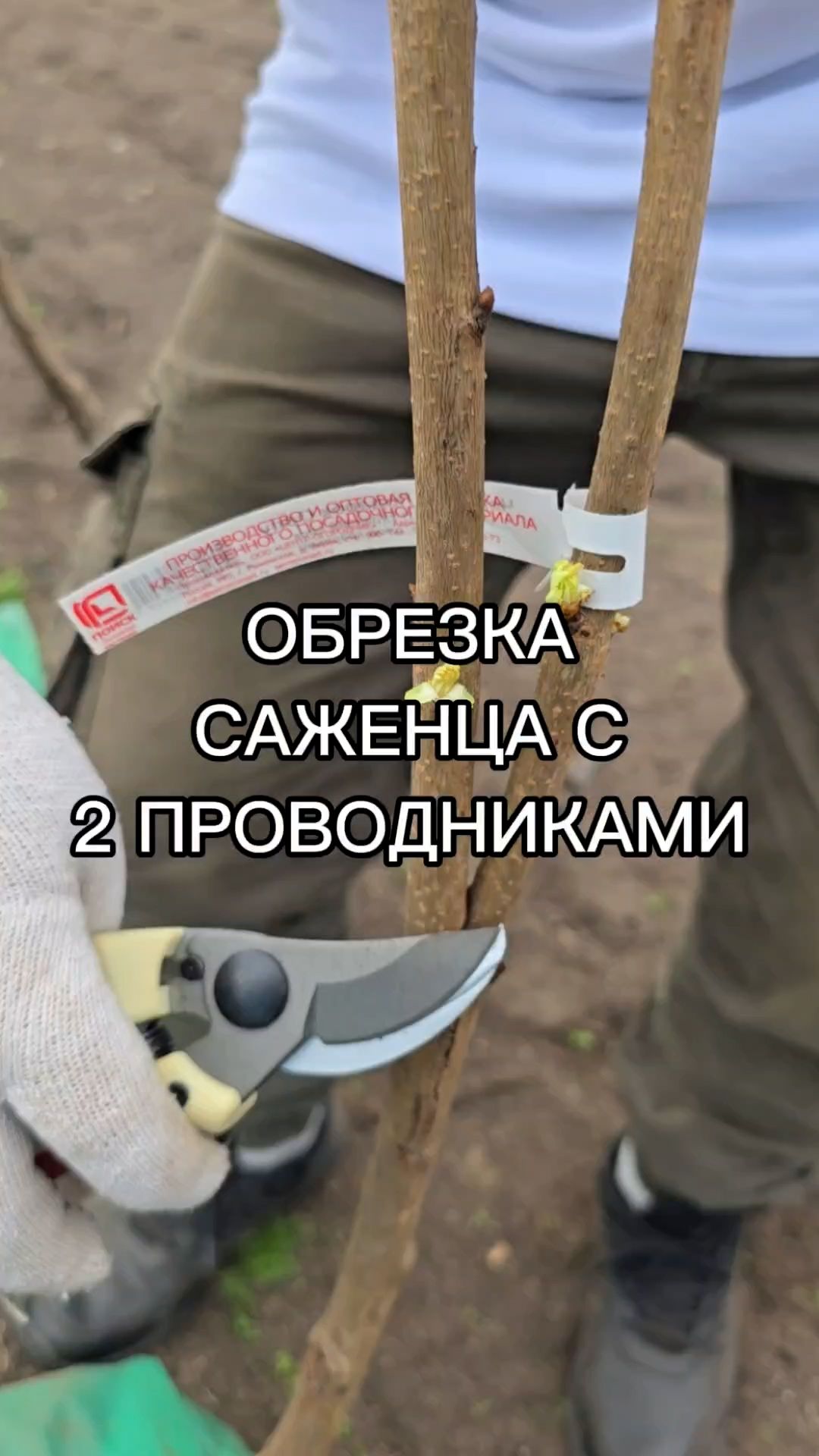 Как обрезать саженец черешни с двумя проводниками?