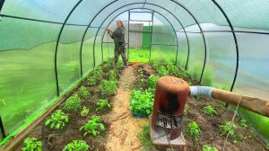 ОСТОРОЖНО, НАВОЗ! Как удобрить правильно. Один день из жизни деревенщины🏡🌾🚜