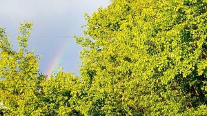 Радуга 🌈