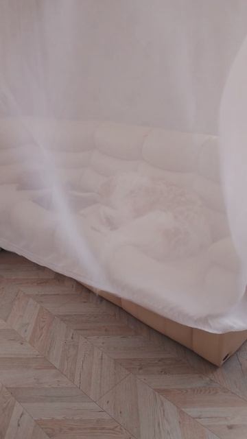 Чем больше спишь, тем меньше происшествий:))Сон русской псовой борзой...