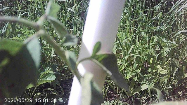 Подвязал томат шпагатом!