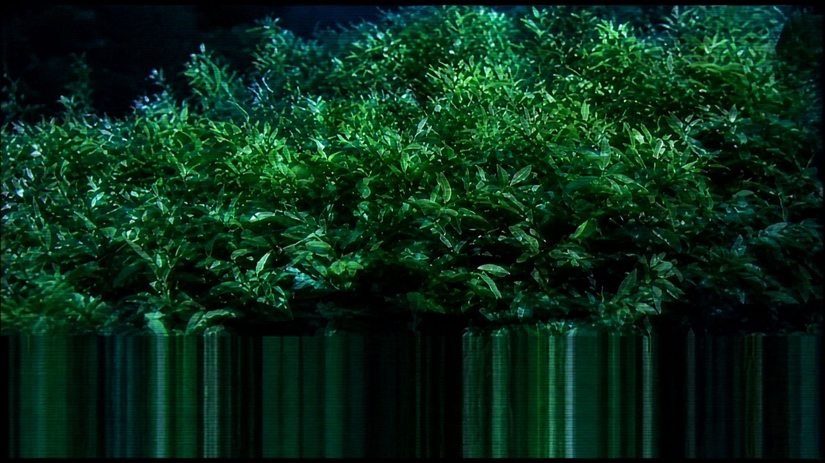 Заставка с листвой и глитчем, Первый канал, 2003