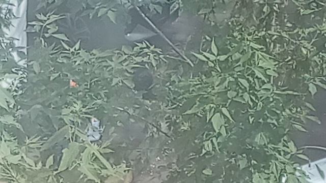 ОРИГ. Галка в листве. VID_20260515_133348