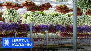 Цвети, Казань!