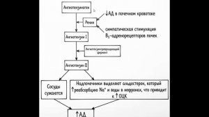 Работа Ренин-Ангиотензиновой системы  (РААС)