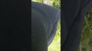 щука примерно на килограмм