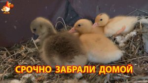 Гусёнок и два утёнка срочно переехали домой из-за холода