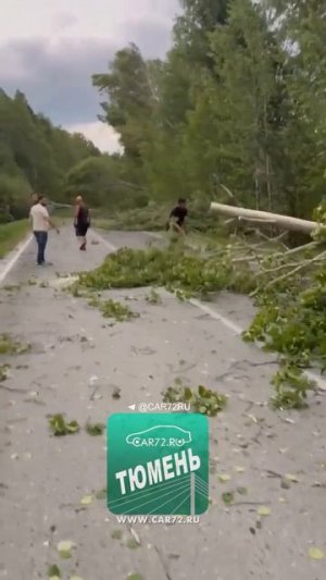 Как деревья ветром кидало на тюменские трассы: