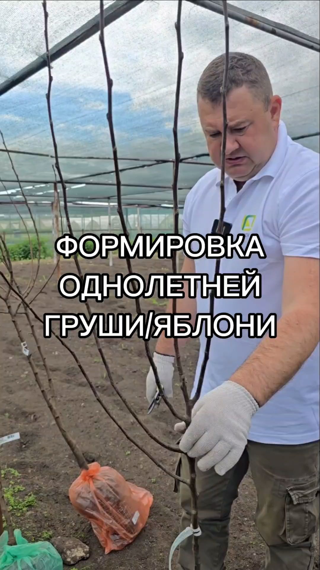 Правильная формировка однолетней груши/яблони.