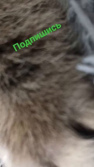 Всема привета с вами котик Лео 🦁 мы только искупались