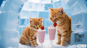 Рыжий котенок вместе с мамой-кошкой мастерит керамику ручной работы #День семейного отды