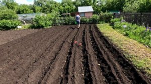 Вспашка, посадка картофеля и парника.