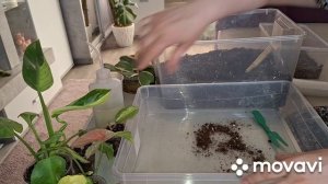 ЦВЕТОЧНЫЕ ДЕЛА.КОМНАТНЫЕ РАСТЕНИЯ(ЦВЕТЫ).