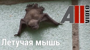Детеныш летучей мыши. Baby bat. AllVideo.su.