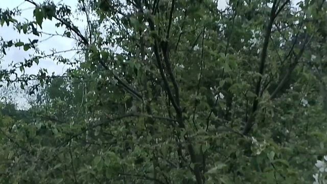 Ландыши и земляника лесная.
29.05.26г смотреть онлайн