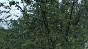 Ландыши и земляника лесная.
29.05.26г