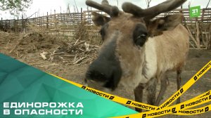 Единорожка в опасности. Под Челябинском ищут пропавшего северного оленя