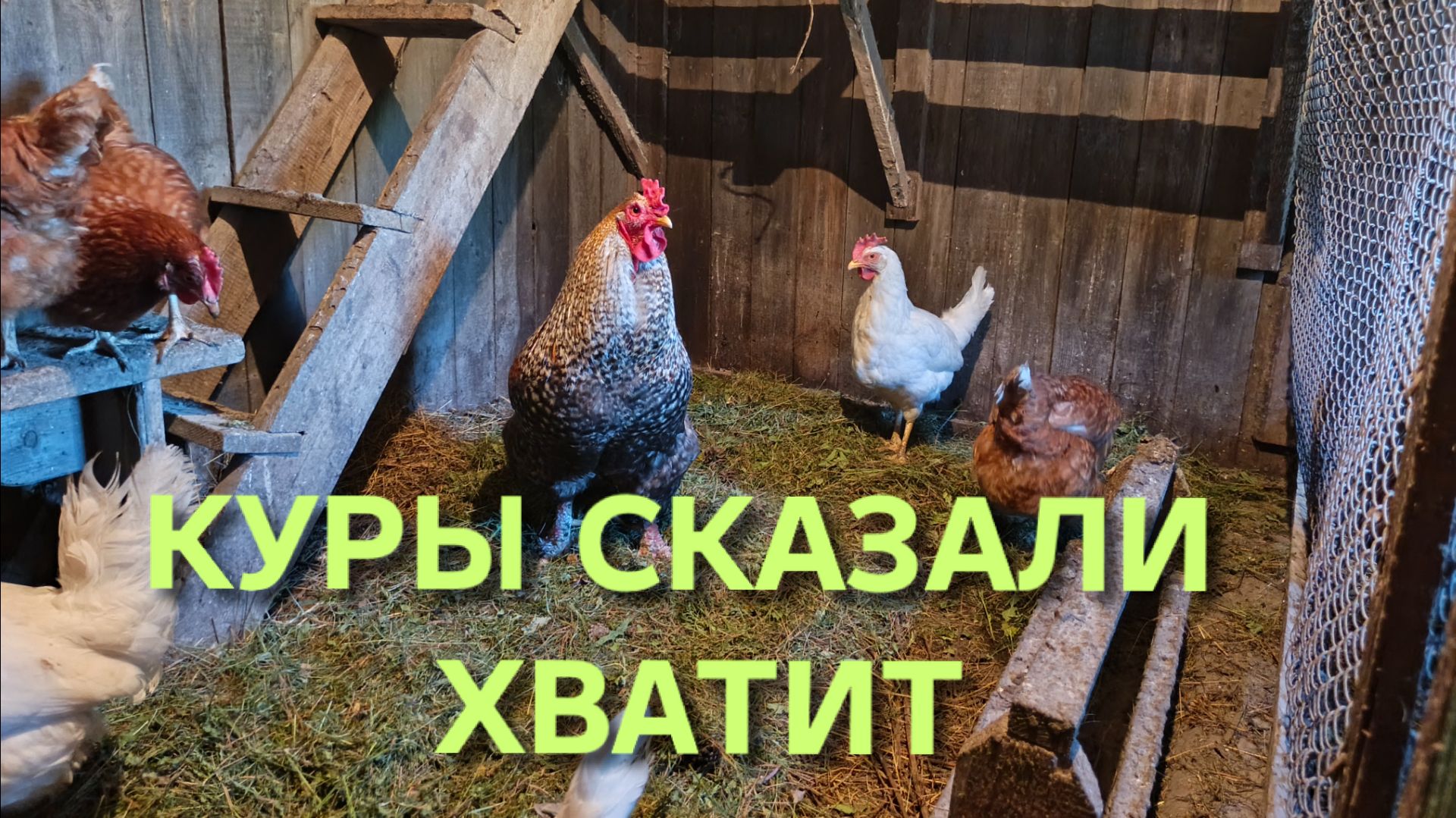 Домик в деревне Куры сказали с нас хватит