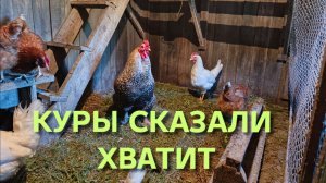 Домик в деревне Куры сказали с нас хватит