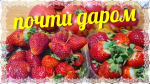 Она  всё сожрала😡, а на это есть лайфхак! Старый гараж. Почём клубничка? Сырное печенье «Турист».
