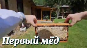 МОЙ ПЧЕЛИНЫЙ ПЕРЕВОРОТ КАК YOUTUBE ИЗМЕНИЛ МОЮ РАБОТУ НА ПАСЕКЕ [get.gt]