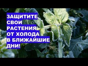 Когда придут заморозки? Радар показывает опасность с севера!