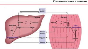 04 углеводы