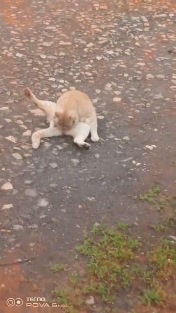 сотрудничество с Vaden17k/RT смотреть онлайн