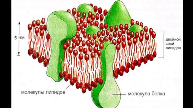 07 жиры