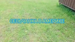 Сельчанка в Америке Эстетика садоводства сажаю любимую ГЕРАНЬ