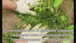 Мой уход за гортензиями от посадки до цветения и полной красоты